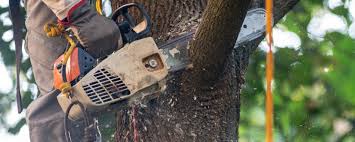 Professional Tree Services in Arcadia, FL