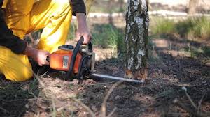 How Our Tree Care Process Works  in  Arcadia, FL